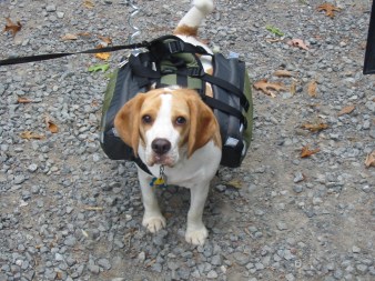 Backpacking Tennyson